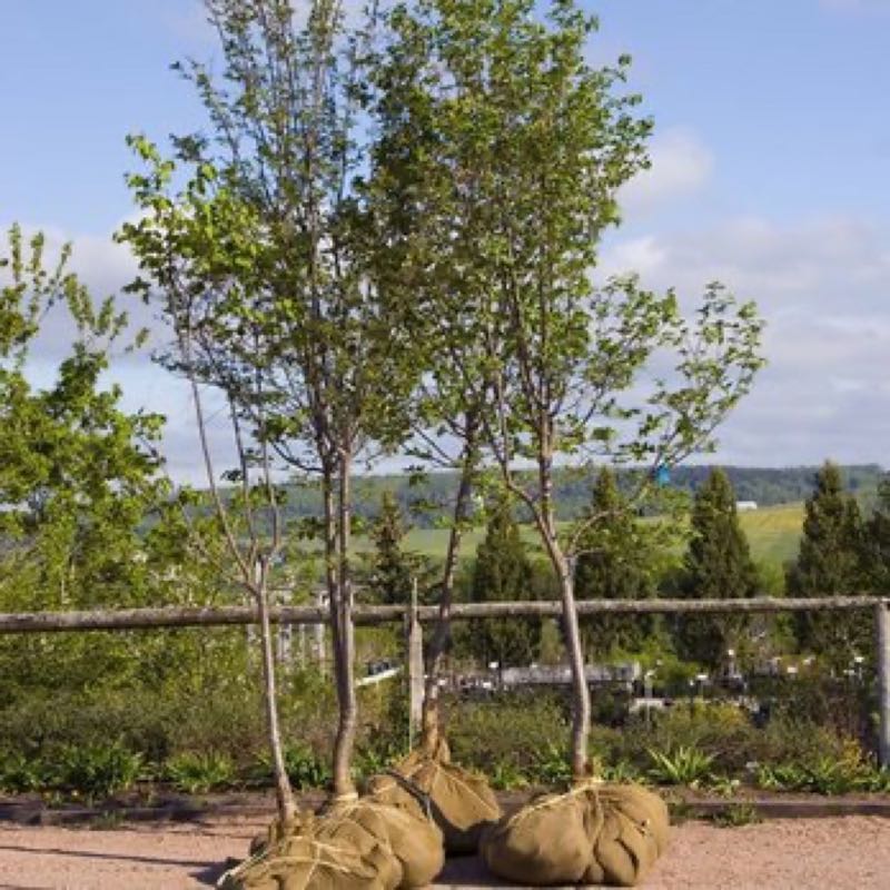 Stump Grinding in Highland Park