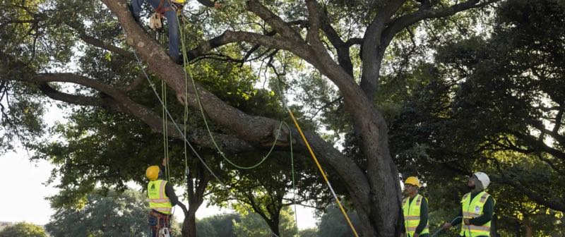 Tree Trimming in Highland Park