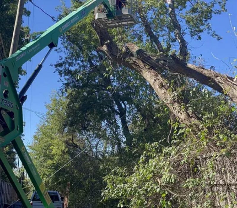 Large Oak Trimming in Highland Park