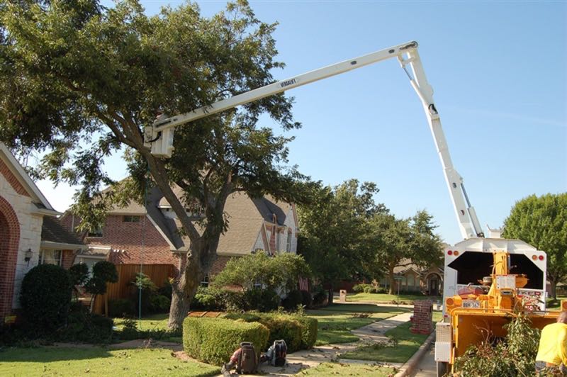 Canopy Trimming in Highland Park